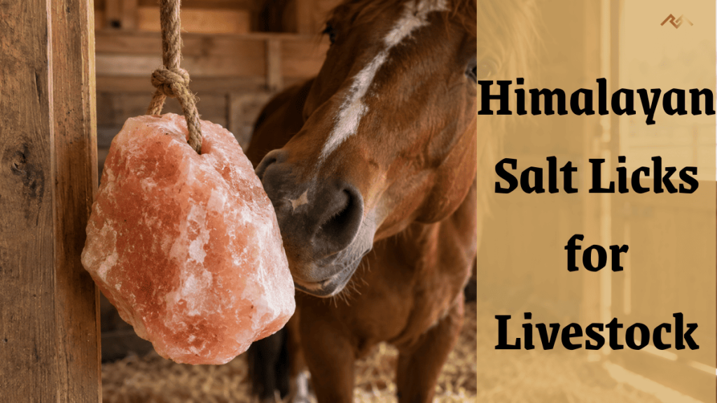 Himalayan salt lick with rope hanging in a horse stable